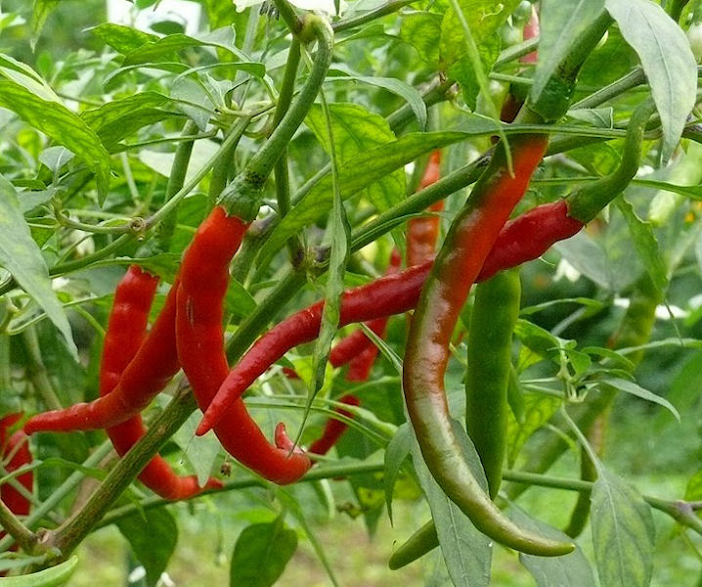 cayenne pepper