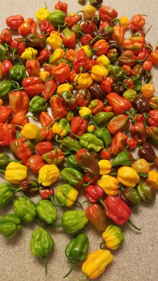 Jamaican Scotch Bonnet Peppers